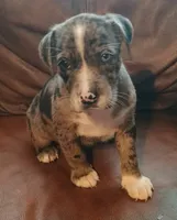 Mystery , a female Catahoula Leopard Dog and American Pit Bull Terrier for sale in Lakeland, FL – 2 of 4