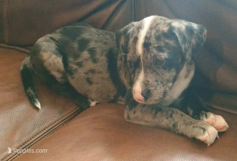 Scrappy – Catahoula Leopard Dog, American Pit Bull Terrier puppy for sale in Lakeland, FL