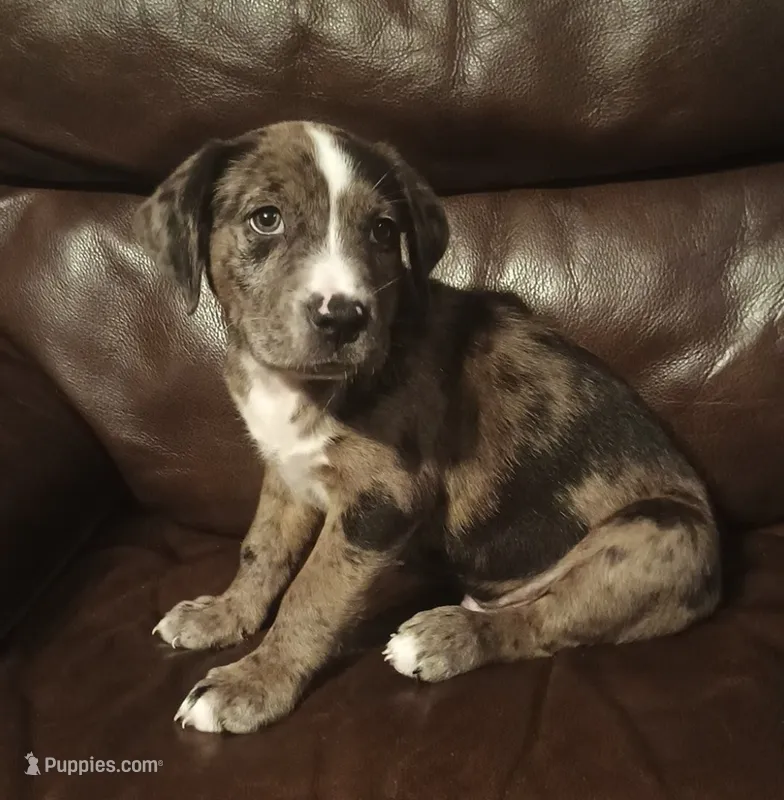Hulk – Catahoula Leopard Dog, American Pit Bull Terrier puppy for sale in Lakeland, FL