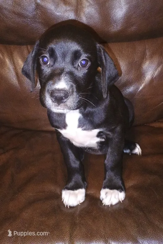 Pepper  – Catahoula Leopard Dog, American Pit Bull Terrier puppy for sale in Lakeland, FL