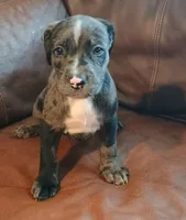 Boomer, a male Catahoula Leopard Dog and American Pit Bull Terrier for sale in Lakeland, FL – 2 of 3