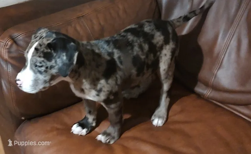 Mystic  – Catahoula Leopard Dog, American Pit Bull Terrier puppy for sale in Lakeland, FL
