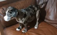 Mystic , a male Catahoula Leopard Dog and American Pit Bull Terrier for sale in Lakeland, FL – 1 of 3