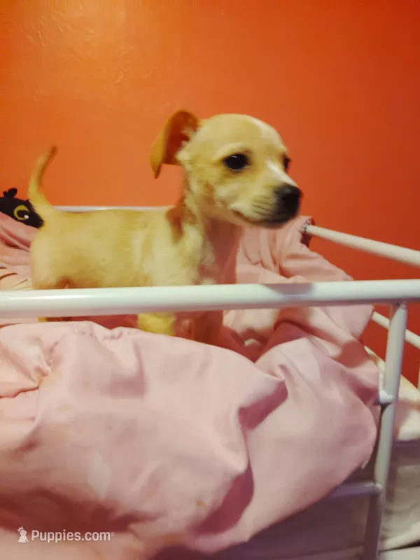 Sparky – Jack Russell Terrier, Chihuahua puppy for sale in Lakeland, FL