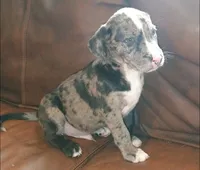 Scrappy, a male Catahoula Leopard Dog and American Pit Bull Terrier for sale in Lakeland, FL – 2 of 3