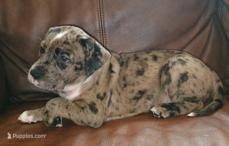 Scooby – Catahoula Leopard Dog, American Pit Bull Terrier puppy for sale in Lakeland, FL