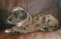 Scooby, a male Catahoula Leopard Dog and American Pit Bull Terrier for sale in Lakeland, FL – 1 of 2