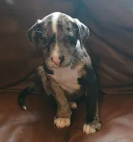Scrappy, a male Catahoula Leopard Dog and American Pit Bull Terrier for sale in Lakeland, FL – 3 of 3