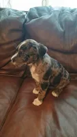 Mystery , a female Catahoula Leopard Dog and American Pit Bull Terrier for sale in Lakeland, FL – 4 of 4