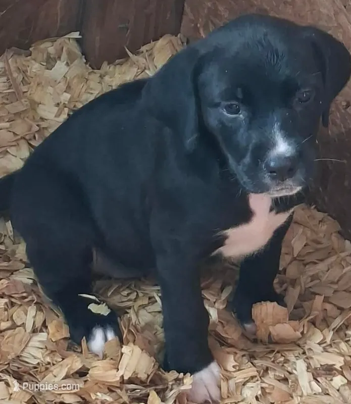 Pepper  – Catahoula Leopard Dog, American Pit Bull Terrier puppy for sale in Lakeland, FL