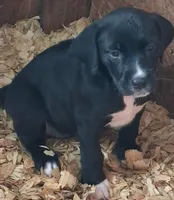 Pepper , a female Catahoula Leopard Dog and American Pit Bull Terrier for sale in Lakeland, FL – 1 of 1