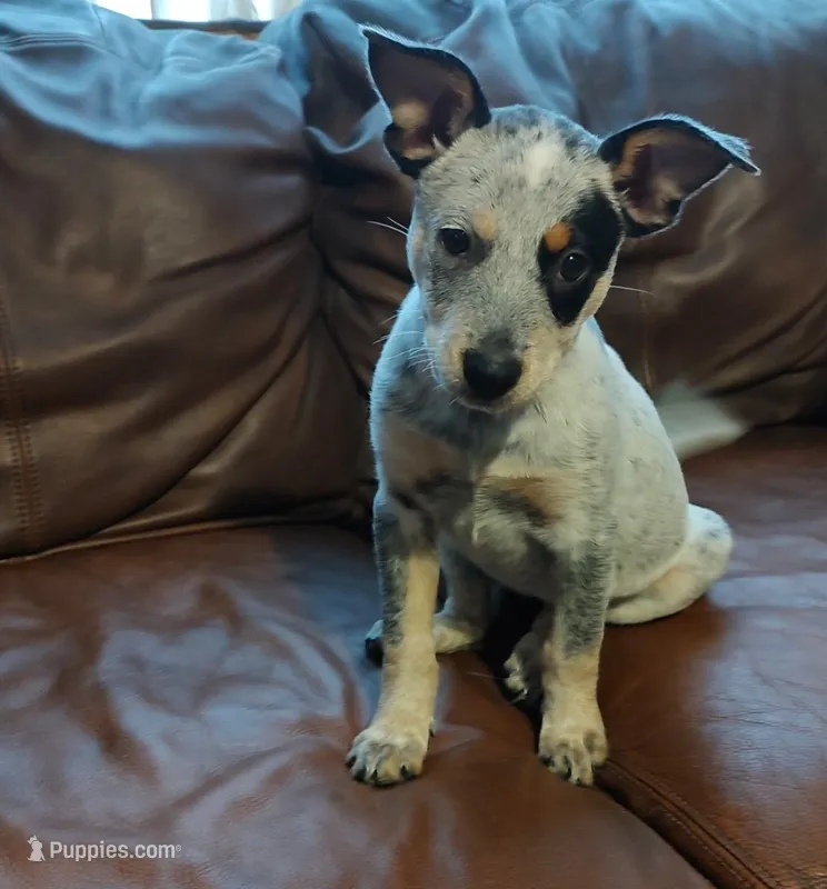 Muffins – Australian Cattle Dog puppy for sale in Lakeland, FL