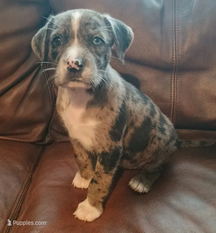 Mystery  – Catahoula Leopard Dog, American Pit Bull Terrier puppy for sale in Lakeland, FL