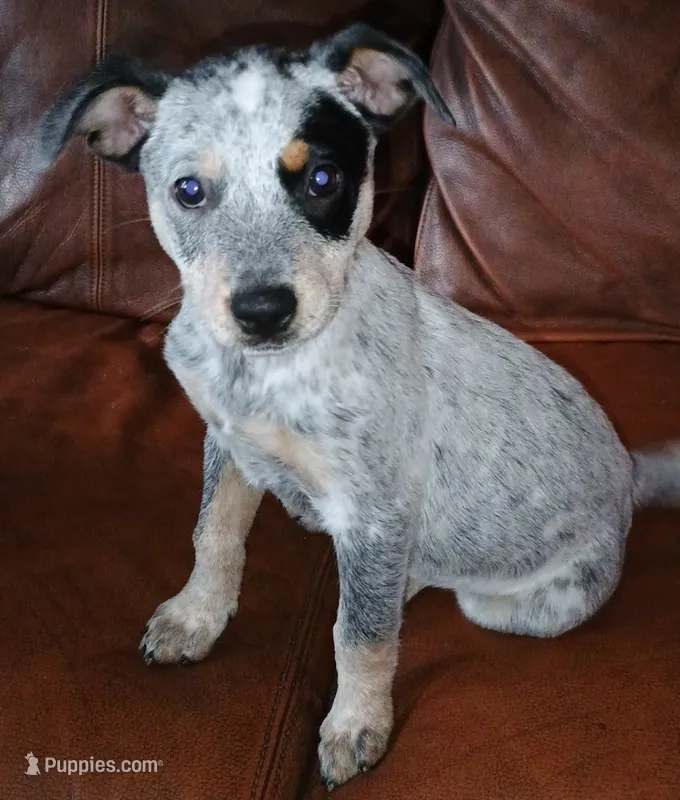 Muffins – Australian Cattle Dog puppy for sale in Lakeland, FL