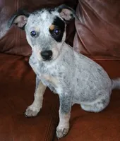 Muffins, a female Australian Cattle Dog for sale in Lakeland, FL – 1 of 1