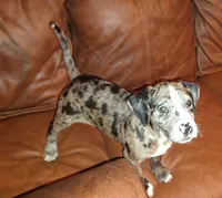 Mystic , a male Catahoula Leopard Dog and American Pit Bull Terrier for sale in Lakeland, FL – 3 of 3