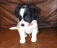 Batman, a male Chihuahua and Maltese for sale in Lakeland, FL – 2 of 2