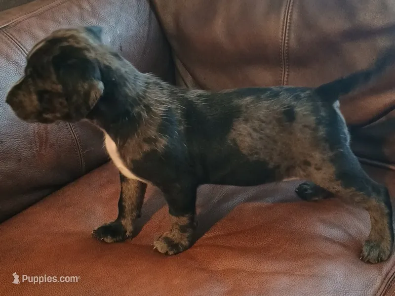 Boomer – Catahoula Leopard Dog, American Pit Bull Terrier puppy for sale in Lakeland, FL