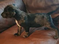 Boomer, a male Catahoula Leopard Dog and American Pit Bull Terrier for sale in Lakeland, FL – 1 of 3
