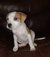 Spike, a male Beagle for sale in Lakeland, FL – 2 of 2