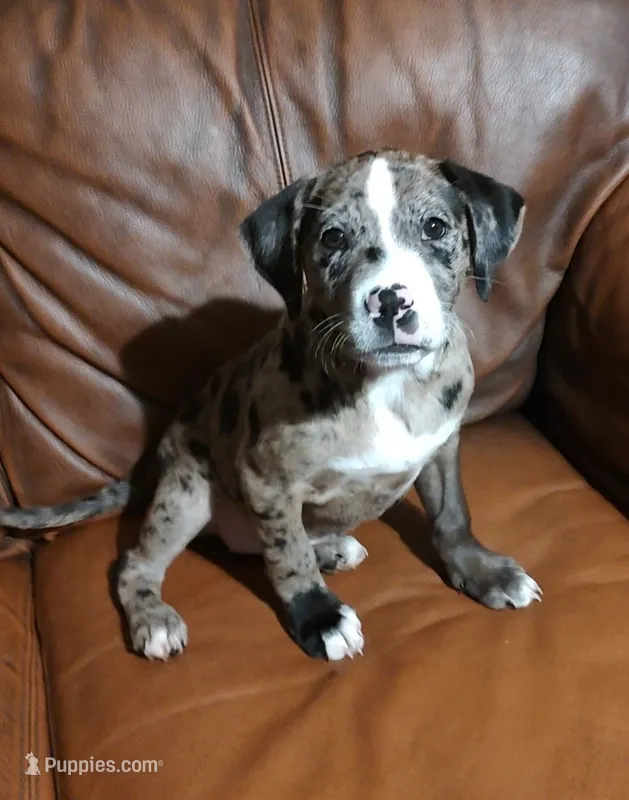 Mystic  – Catahoula Leopard Dog, American Pit Bull Terrier puppy for sale in Lakeland, FL