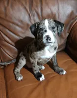 Mystic , a male Catahoula Leopard Dog and American Pit Bull Terrier for sale in Lakeland, FL – 2 of 3