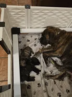 Elly May, a female English Mastiff for sale in Christoval, TX – 4 of 10