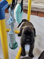 Elly May, a female English Mastiff for sale in Christoval, TX – 6 of 10