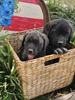 Elly May, a female English Mastiff for sale in Christoval, TX – 9 of 10