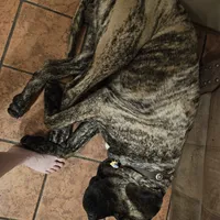 Cinnamon, a female English Mastiff for sale in Christoval, TX – 8 of 10