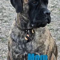 Cinnamon, a female English Mastiff for sale in Christoval, TX – 5 of 10