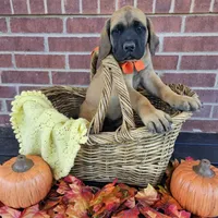 Cinnamon, a female English Mastiff for sale in Christoval, TX – 2 of 10