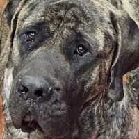 Cinnamon, a female English Mastiff for sale in Christoval, TX – 7 of 10
