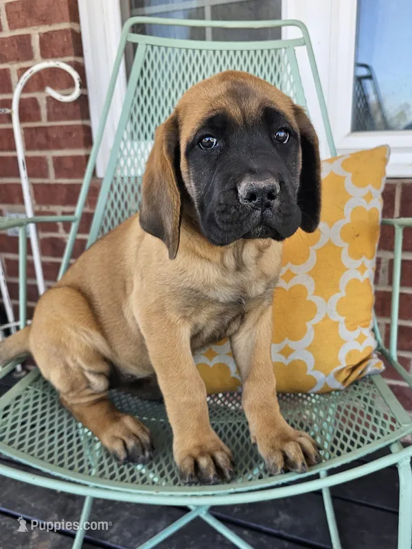 Cinnamon – English Mastiff puppy for sale in Christoval, TX