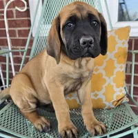 Cinnamon, a female English Mastiff for sale in Christoval, TX – 1 of 10