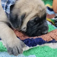 Cinnamon, a female English Mastiff for sale in Christoval, TX – 9 of 10