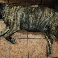Cinnamon, a female English Mastiff for sale in Christoval, TX – 6 of 10