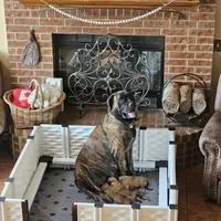 Cinnamon, a female English Mastiff for sale in Christoval, TX – 4 of 10