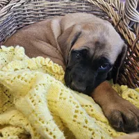 Cinnamon, a female English Mastiff for sale in Christoval, TX – 3 of 10