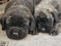 Jethro, a male English Mastiff for sale in Christoval, TX – 4 of 10