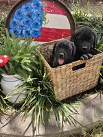 Elly May, a female English Mastiff for sale in Christoval, TX – 8 of 10