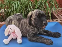Elly May, a female English Mastiff for sale in Christoval, TX – 5 of 10