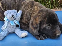 Jethro, a male English Mastiff for sale in Christoval, TX – 6 of 10