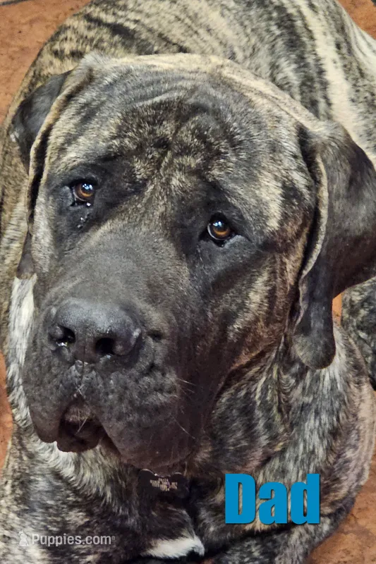 Elly May – English Mastiff puppy for sale in Christoval, TX