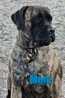 Jethro, a male English Mastiff for sale in Christoval, TX – 2 of 10