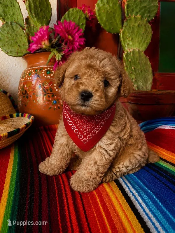 Tedy – Maltipoo puppy for sale in Modesto, CA