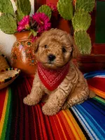 Tedy, a male Maltipoo for sale in Modesto, CA – 1 of 1