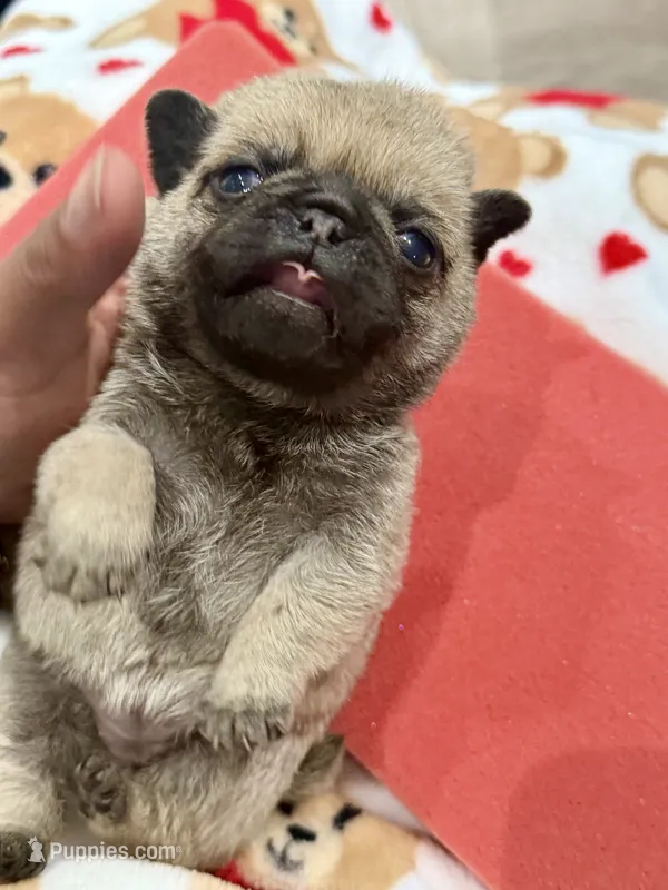 Female # 2 ROMA – Pug puppy for sale in Bellingham, WA