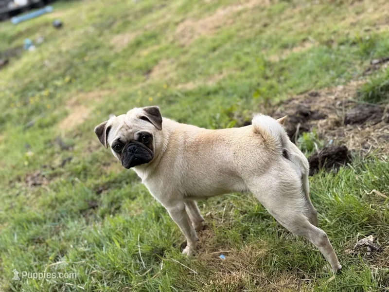 Nora – Pug puppy for sale in Bellingham, WA