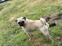 Nora, a female Pug for sale in Bellingham, WA – 1 of 10